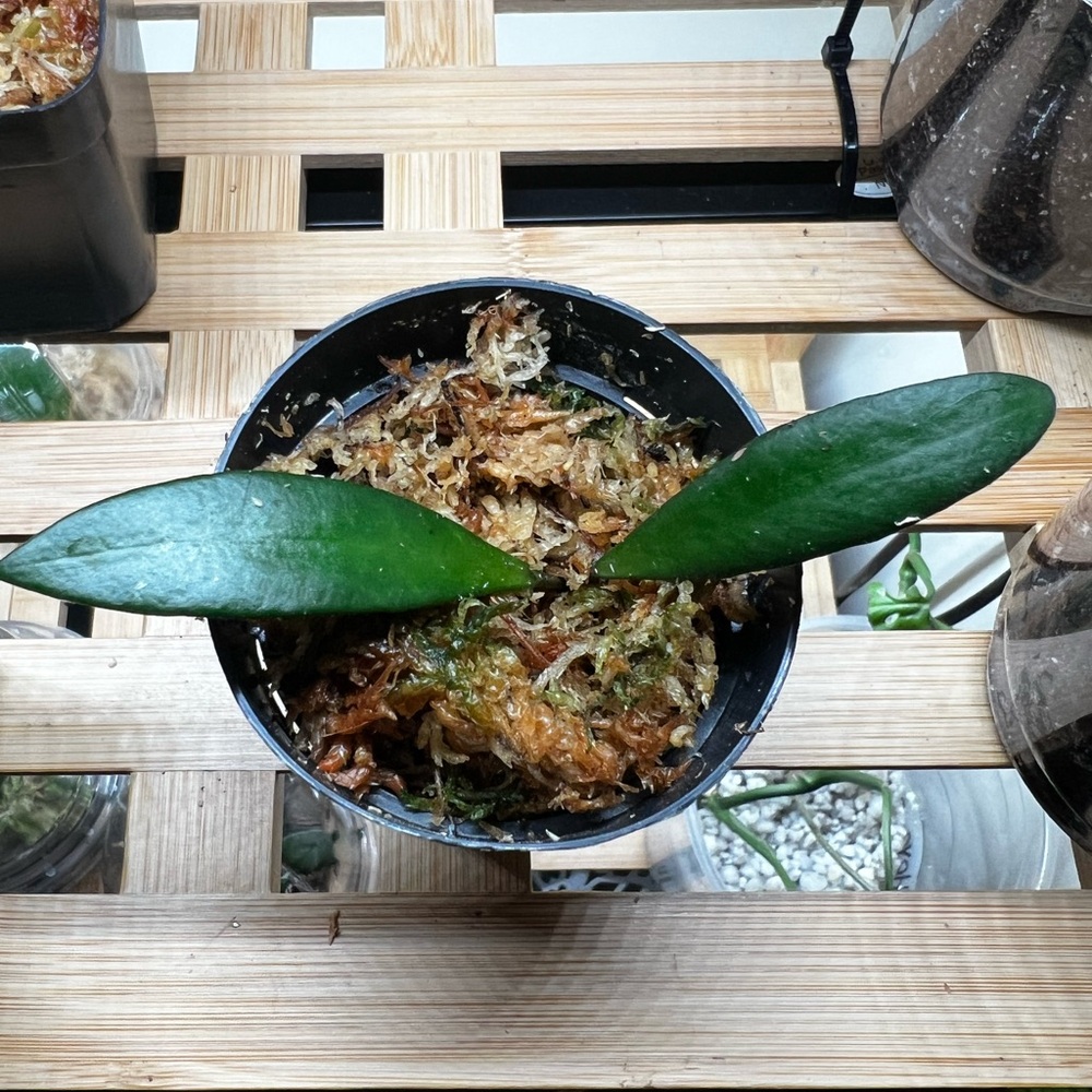 Hoya Davidcumingii